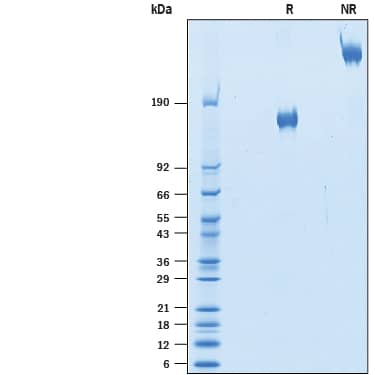2 μg/lane of Biotinylated Recombinant Human VEGFR2/KDR/Flk-1 Fc Chimera Avi-tag (AVI10460) was resolved with SDS-PAGE under reducing (R) and non-reducing (NR) conditions and visualized by Coomassie® Blue staining, showing bands at 145-165 kDa and 290-330 kDa, respectively.