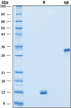 2 μg/lane of Recombinant Human VEGF 111b was resolved with SDS-PAGE under reducing (R) and non-reducing (NR) conditions and visualized by Coomassie® Blue staining, showing bands at 12 kDa and 33 kDa, respectively.