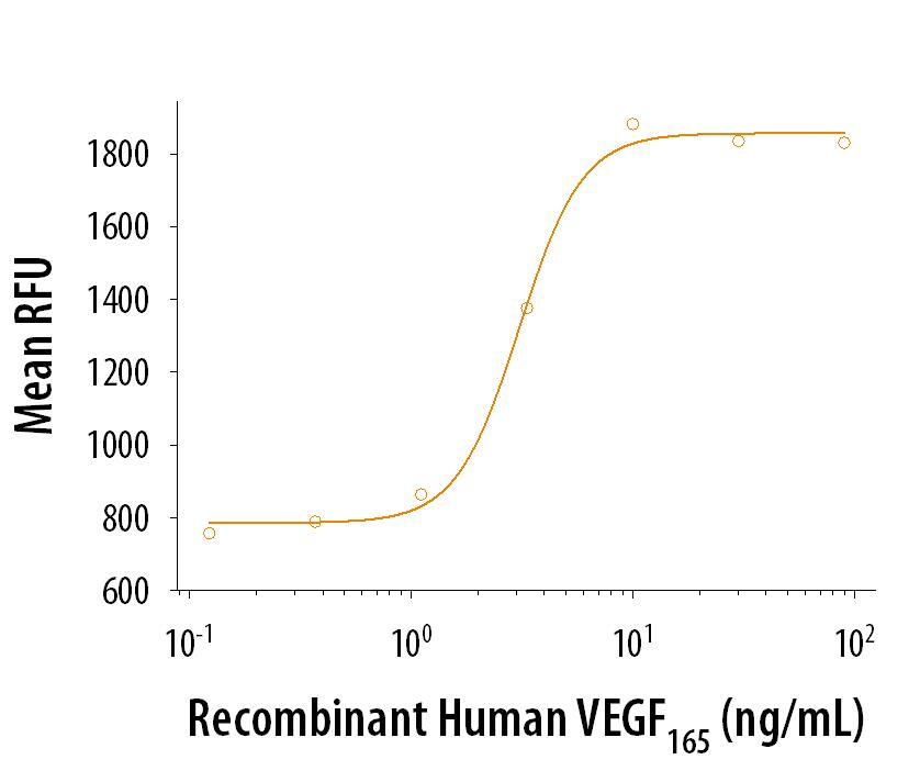 Recombinant Human VEGF165(Catalog # 293-VE/CF) stimulates proliferation in HUVEC human umbilical vein endothelial cells. The ED50 is 1.50‑12.0 ng/mL.