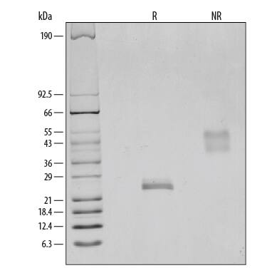 1 μg/lane of Recombinant Rat VEGF164was resolved with SDS-PAGE under reducing (R) and non-reducing (NR) conditions and visualized by silver staining, showing bands at 25 kDa and 54 kDa, respectively.