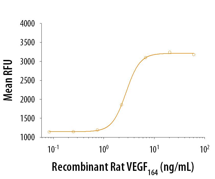Recombinant Rat VEGF164(Catalog # 564‑RV) stimulates cell proliferation in HUVEC human umbilical vein endothelial cells in a dose-dependent manner. The ED50 is 0.75-3.75 ng/mL.