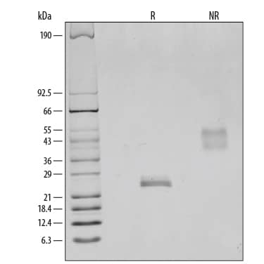 1 μg/lane of Recombinant Rat VEGF164was resolved with SDS-PAGE under reducing (R) and non-reducing (NR) conditions and visualized by silver staining, showing bands at 25 kDa and 54 kDa, respectively.