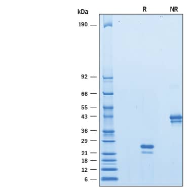 2 μg/lane of Biotinylated Recombinant Human VEGF 165 Avi-tag (Catalog # AVI293) was resolved with SDS-PAGE under reducing (R) and non-reducing (NR) conditions and visualized by Coomassie® blue staining, showing bands at 20-28 kDa and 40-56 kDa, respectively.