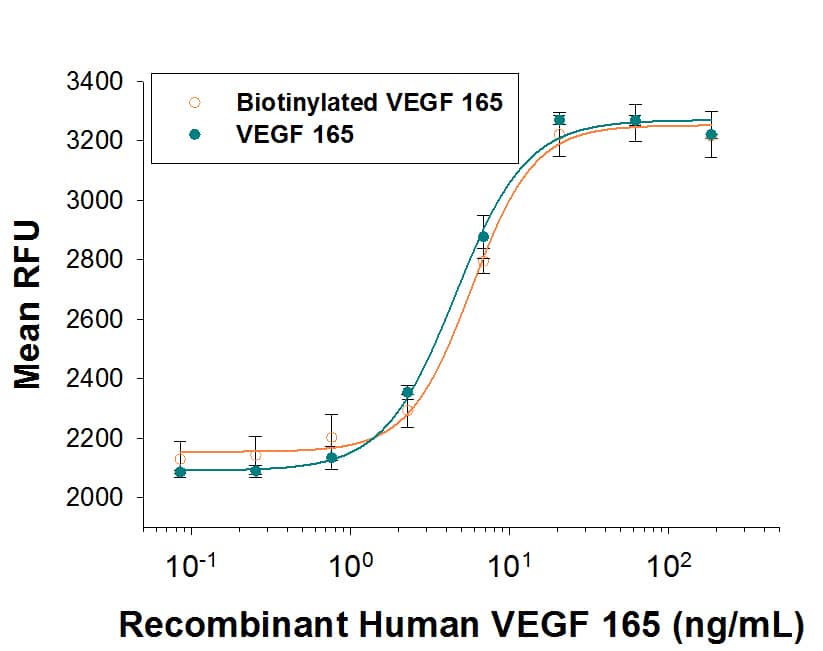 Both Biotinylated Recombinant Human VEGF 165 (Catalog # BT293) and unlabeled Recombinant Human VEGF 165 (Catalog # 293-VE) stimulate HUVEC human umbilical vein endothelial cell proliferation. The ED50 for this effect is 1-6 ng/mL. The similarity in activity highlights that the biotinylated protein is fully functional.
