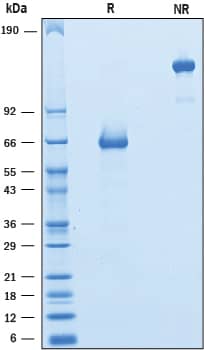 2 μg/lane of Recombinant Rat VISTA/B7-H5/PD-1H was resolved with SDS-PAGE under reducing (R) and non-reducing (NR) conditions and visualized by Coomassie® Blue staining, showing bands at 60-70 kDa and 120-140 kDa, respectively.