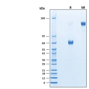 2 μg/lane of Biotinylated Recombinant Human VISTA/B7-H5/PD-1H Fc Chimera Avi-tag (Catalog # AVI7126) was resolved with SDS-PAGE under reducing (R) and non-reducing (NR) conditions and visualized by Coomassie® Blue staining, showing bands at 64-75 kDa and 130-150 kDa, respectively.