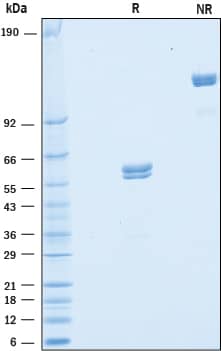 2 μg/lane of Recombinant Human VSIG2 was resolved with SDS-PAGE under reducing (R) and non-reducing (NR) conditions and visualized by Coomassie® blue staining, showing bands at 54-65 kDa and 100-130 kDa, respectively.