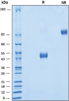 2 μg/lane of Recombinant Human VSIG3 C-Terminal Fragment was resolved with SDS-PAGE under reducing (R) and non-reducing (NR) conditions and visualized by Coomassie® Blue staining, showing bands at 41-51 kDa and 80-100 kDa, respectively.