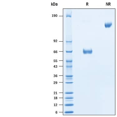 SDS-Page VSIG3/IGSF11 [Biotin]
