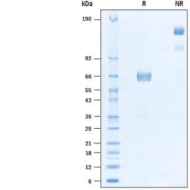 SDS-Page VSIG3/IGSF11 [Biotin]