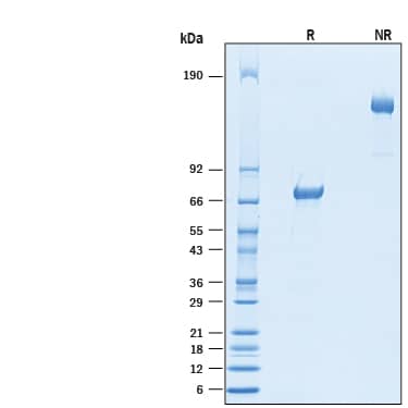 2 μg/lane of Recombinant Cynomolgus Monkey VSIG4 Fc Chimera (Catalog # 10155-VS) was resolved with SDS-PAGE under reducing (R) and non-reducing (NR) conditions and visualized by Coomassie Blue staining, showing bands at 67-76 kDa and 130-150 kDa, respectively.