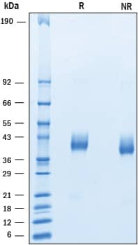 2 μg/lane of Recombinant Human VSTM2A was resolved with SDS-PAGE under reducing (R) and non-reducing (NR) conditions and visualized by Coomassie® Blue staining, showing bands at 38-42 kDa.