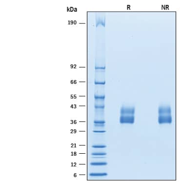SDS-Page VSTM4 [Unconjugated]