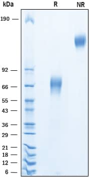 SDS-Page VSTM4 [Unconjugated]