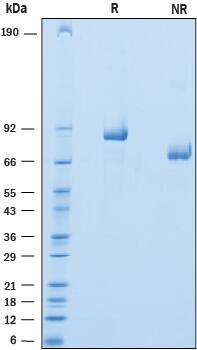 2 μg/lane of Recombinant Human Versican Isoform V3 was resolved with SDS-PAGE under reducing (R) and non-reducing (NR) conditions and visualized by Coomassie® Blue staining, showing bands at 78-89 kDa and 67-80 kDa, respectively.