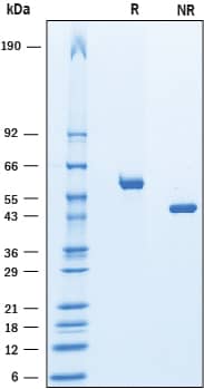 SDS-Page Vitamin D BP [Unconjugated]