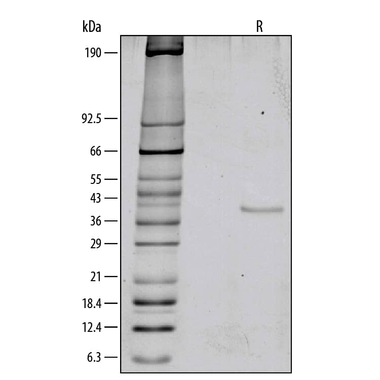 SDS-Page Wnt-3a