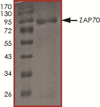 SDS-Page ZAP70 [Unconjugated]