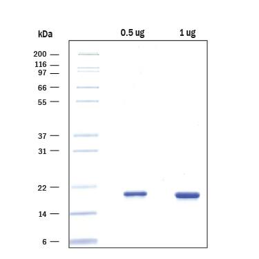0.5 μg and 1 μg per lane of Recombinant Human alpha-Synuclein (Catalog # SP-485) was resolved with SDS-PAGE under reducing conditions and visualized by colloidal Coomassie Blue staining, showing a single band at 19 kDa.