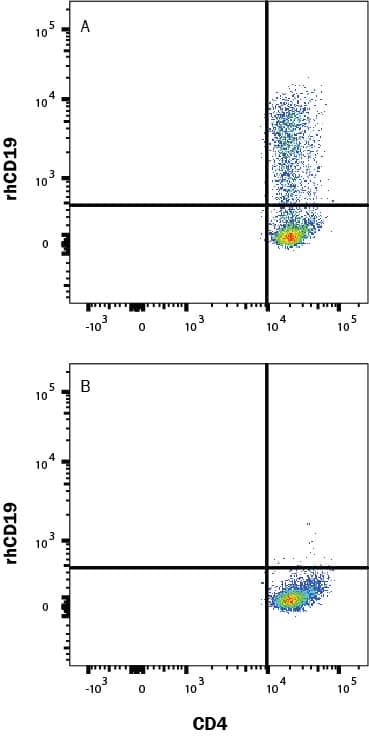 Human PBMC CD4+ and CD8+ T cells were either (A) transduced or (B) not transduced (negative control) with a Human CD19 CAR and then cultured for 11 days.  Cells were washed twice with 2mL 1x PBS then stained with a viability dye for 15-30 min at room temp in the dark. Human block (1-001-A)  was added during the viability stain to block Fc receptors. Cells were washed twice with Flow Cytometry Staining Buffer (FC001) then stained with Human CD4 PE-Cy7-conjugated Antibody and rhCD19 Atto 488-conjugated protein (ATJ9269) for 25 min at room temp in the dark.  Staining was performed using our staining membrane proteins protocol.