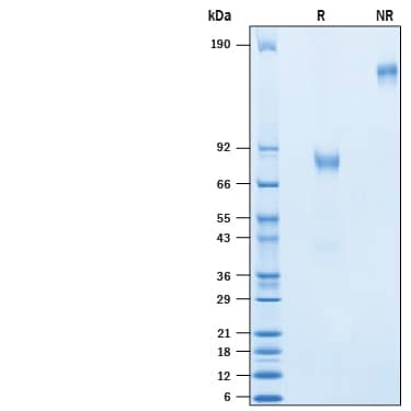 2 μg/lane of Recombinant Human CD19 Fc Chimera Atto 488 (ATJ9269) was resolved with SDS-PAGE under reducing (R) and non-reducing (NR) conditions and visualized by Coomassie® Blue staining, showing bands at 77-92 kD and 154-184 kDa, respectively.