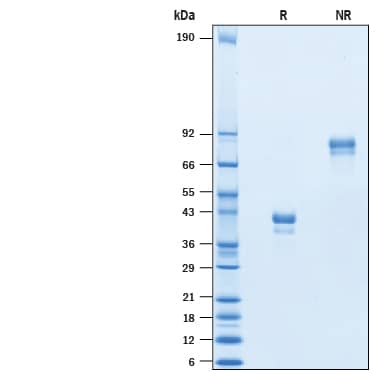 2 μg/lane of Recombinant BCMA/TNFRSF17 Fc Chimera Atto 647N (ATM193) was resolved with SDS-PAGE under reducing (R) and non-reducing (NR) conditions and visualized by Coomassie® Blue staining, showing bands at 35-45 kDa and 70-90 kDa, respectively.