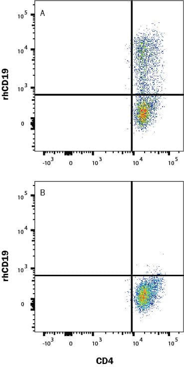 Human PBMC CD4+ and CD8+ T cells were either (A) transduced or (B) not transduced (negative control) with a Human CD19 CAR and then cultured for 11 days. Cells were washed twice with 2mL 1x PBS then stained with a viability dye for 15-30 min at room temp in the dark. Human block (1-001-1) was added during the viability stain to block Fc receptors. Cells were washed twice with Flow Cytometry Staining Buffer (FC001) then stained with Human CD4 PE-Cy7-conjugated Antibody and rhCD19 Atto 647N-conjugated protein (ATM9269) for 25 min at room temp in the dark. Staining was performed using our staining membrane proteins protocol.