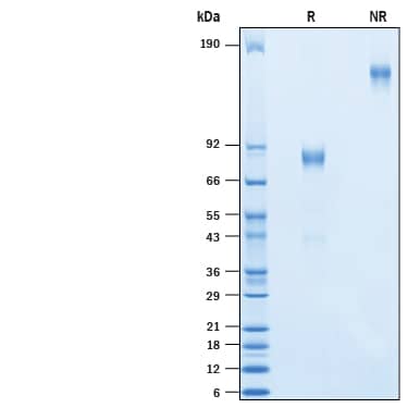 2 μg/lane of Recombinant Human CD19 Fc Chimera Atto 647N (ATM9269) was resolved with SDS-PAGE under reducing (R) and non-reducing (NR) conditions and visualized by Coomassie® Blue staining, showing bands at 77-92 kDa and 154-184 kDa, respectively.