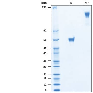 2 μg/lane of Biotinylated Recombinant Human VSTM2B Fc Chimera Avi-tag (Catalog # AVI10060) was resolved with SDS-PAGE under reducing (R) and non-reducing (NR) conditions and visualized by Coomassie® Blue staining, showing bands at 60-72 kDa and 120-144 kDa.
