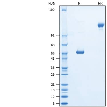 2 μg/lane of Biotinylated Recombinant Human LAIR2 Fc Chimera Avi-tag Protein (AVI10166) was resolved with SDS-PAGE under reducing (R) and non-reducing (NR) conditions and visualized by Coomassie® Blue staining, showing bands at 50-59 kDa and 100-120 kDa, respectively.