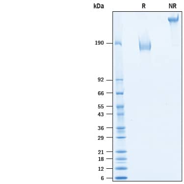 2 μg/lane of Biotinylated Recombinant Human MUC-1 Fc Chimera Avi-tag (Catalog # AVI10332) was resolved with SDS-PAGE under reducing (R) and non-reducing (NR) conditions and visualized by Coomassie® Blue staining, showing bands at 168-195 kDa and 320-380 kDa, respectively.