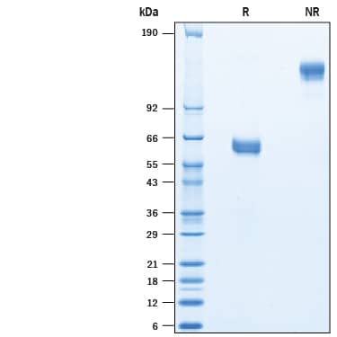 2 μg/lane of Biotinylated Recombinant Human 4-1BB/TNFRSF9 Fc Chimera Avi-tag Protein (Catalog # AVI10536) was resolved with SDS-PAGE under reducing (R) and non-reducing (NR) conditions and visualized by Coomassie® Blue staining, showing bands at 55-66 kDa and 110-132 kDa, respectively.