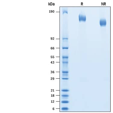 2 μg/lane of Biotinylated Recombinant SARS-CoV-2 Spike His Avi-tag Protein (Catalog # AVI10549) was resolved with SDS-PAGE under reducing (R) and non-reducing (NR) conditions and visualized by Coomassie® Blue staining, showing bands at  150-170 kDa.