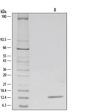 SDS-Page beta-NGF [Unconjugated]