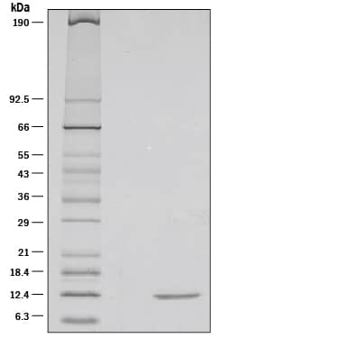 1 µg/lane of Recombinant Rat  beta -NGF was resolved with SDS-PAGE under reducing (R) conditions and visualized by silver staining, showing a single band at 12 kDa.