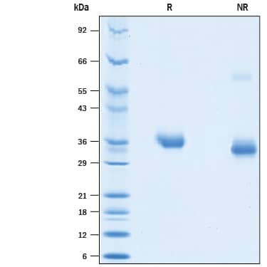 2 μg/lane of Biotinylated Recombinant SARS-CoV-2 Spike RBD His-tag Protein (Catalog # BT10500) was resolved with SDS-PAGE under reducing (R) and non-reducing (NR) conditions and visualized by Coomassie® Blue staining, showing bands at 32-38 kDa.