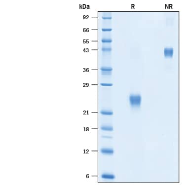 2 μg/lane of Biotinylated Recombinant Human VEGF 165 Protein (Catalog # BT10543) was resolved with SDS-PAGE under reducing (R) and non-reducing (NR) conditions and visualized by Coomassie® Blue staining, showing bands at 22-27 kDa and 40-43 kDa, respectively.