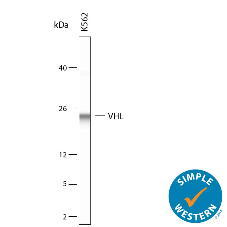 Simple Western lane view shows lysates of K562 human chronic myelogenous leukemia cells, loaded at 0.2 mg/mL. A specific band was detected for VHL at approximately 23 kDa (as indicated) using 20 µg/mL of Mouse Anti-Human VHL Monoclonal Antibody (Catalog # MAB11435). This experiment was conducted under reducing conditions and using the 2-40 kDa separation system.