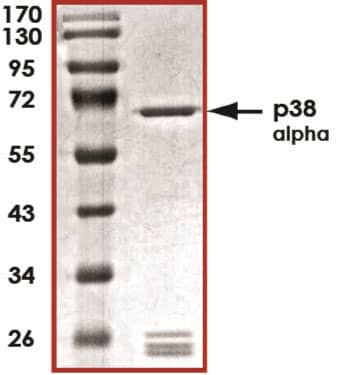 The approximate molecular weight is 67 kDa and the purity is > 85%.