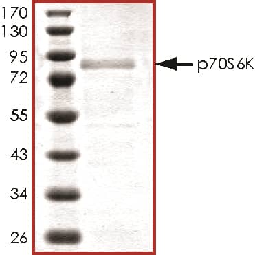 SDS-Page p70 S6 Kinase/S6K [Unconjugated]