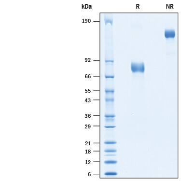 2 μg/lane of Recombinant Human uPAR Fc Chimera (Catalog # 10378-UK) was resolved with SDS-PAGE under reducing (R) and non-reducing (NR) conditions and visualized by Coomassie® Blue staining, showing bands at 74-85 kDa and 150- 170 kDa, respectively.