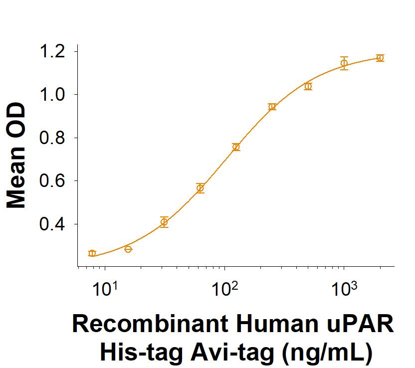 When Recombinant Human u-Plasminogen Activator (uPA)/Urokinase (Catalog # 1310-SE) is immobilized at 5 µg/mL (100 µL/well), Recombinant Human uPAR His-tag Avi-tag (Catalog # AVI807) binds with an ED50 of 40-240 ng/mL.
