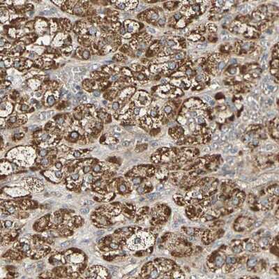 Immunohistochemistry-Paraffin: protocadherin beta 4 Antibody [NBP1-80942] - Staining of human adrenal gland shows strong cytoplasmic positivity in cortical cells.