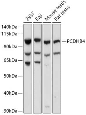 Western Blot protocadherin beta 4 Antibody - Azide and BSA Free