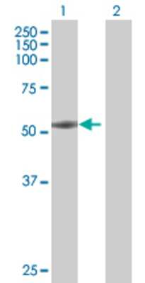 Lane 1: FMNL1 transfected lysate (52.4 KDa) Lane 2: Non-transfected lysate.