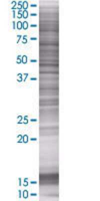 C18orf1 transfected lysate.