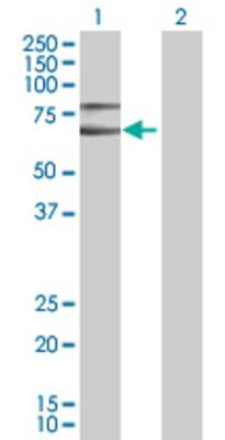 Lane 1: CHD2 transfected lysate (56.8 KDa) Lane 2: Non-transfected lysate.