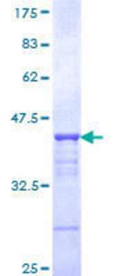 SDS-Page: Recombinant Human CHD3 Protein [H00001107-Q01] - 12.5% SDS-PAGE Stained with Coomassie Blue.