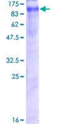 SDS-Page: Recombinant Human CLCN5 Protein [H00001184-P01] - 12.5% SDS-PAGE Stained with Coomassie Blue.
