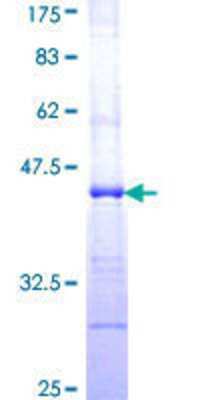SDS-Page: Recombinant Human CLPTM1 Protein [H00001209-Q01] - 12.5% SDS-PAGE Stained with Coomassie Blue.